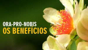 Os benefícios do Ora-pro-nobis para a saúde