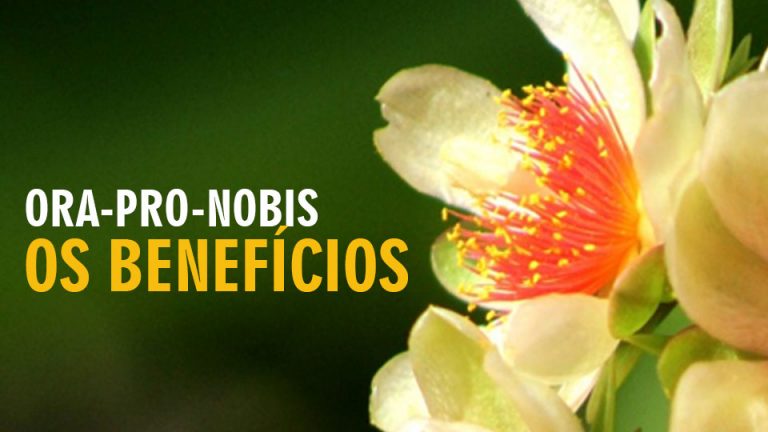 Os benefícios do Ora-pro-nobis para a saúde - Portal Pomerode