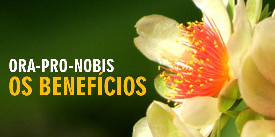 Os benefícios do Ora-pro-nobis para a saúde